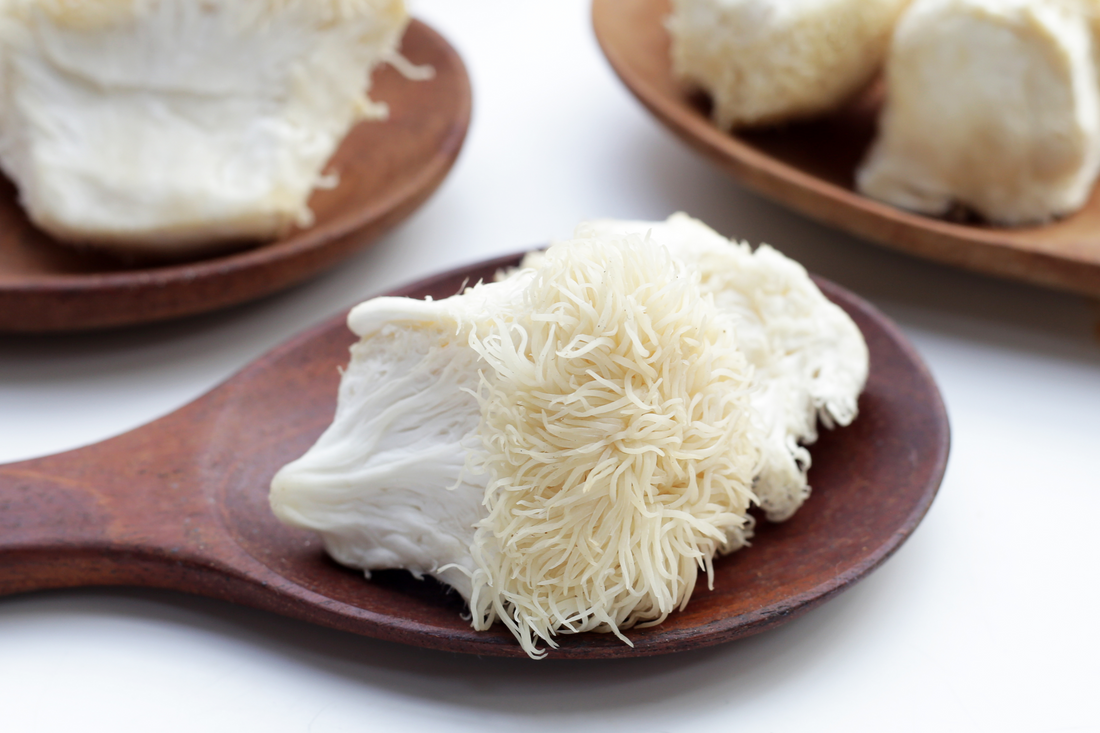 Lion’s Mane and its Benefits for the Brain and Beyond