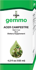 UN GEM Acer Campestre