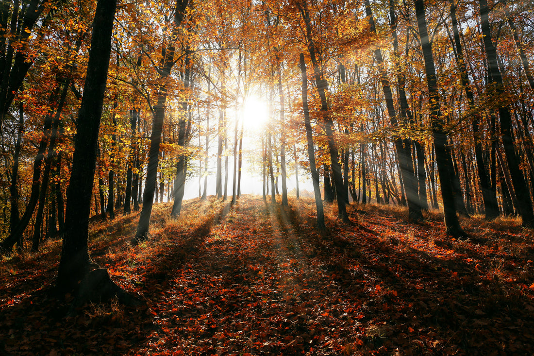 Why Vitamin D Matters More in the Fall & Winter Months
