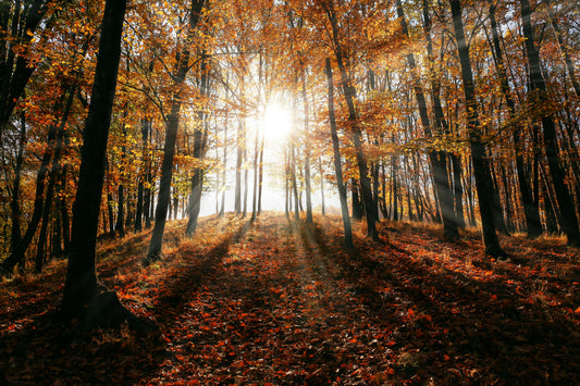 Why Vitamin D Matters More in the Fall & Winter Months