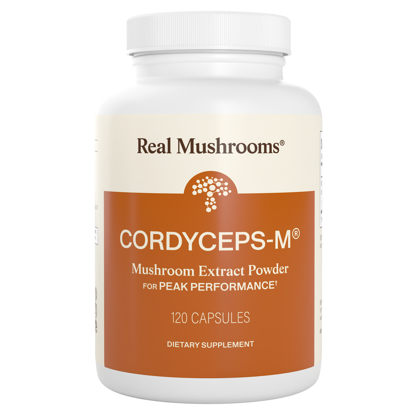 Cordyceps